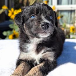 Stella (White Colar) - Black tri-color female Australian Shepherd puppy in Coulee City, Washington from Mr and Mrs Doodle Farm
