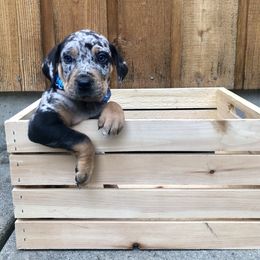 Catahoula Leopard Dog Puppies from Coweeman Catahoulas