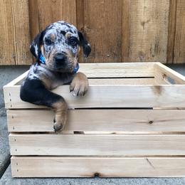 Catahoula Leopard Dog Puppies from Coweeman Catahoulas