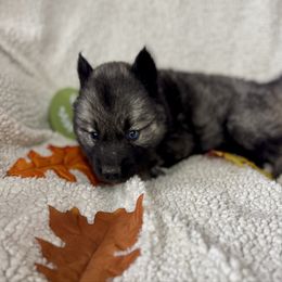 Zyra - Agouti and white female Siberian Husky puppy in Columbus, Nebraska from Happy Howlin' Smokey Mountain Huskies