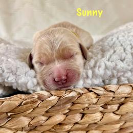 Sunny - Light golden female Golden Retriever puppy in San Bernardino, California from Thegoldendreams1
