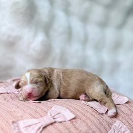 Rampart - Cream male Goldendoodle puppy in Evans, Georgia from Have-a-Doodle Hill