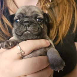 Puppy 3 - Fawn Pug puppy in Connecticut from Pug Palace Kennel
