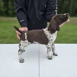 German Shorthaired Pointer Puppies from Lauren Walton