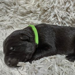 Green collar - Black female German Shepherd puppy in Gainesville, Georgia from Vom Haus Schair-Finest Working line German Shepherd Puppies