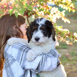 Bernedoodle Puppies from Homestead Bernedoodles