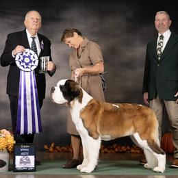 Saint Bernard All Grown Up from Southern Giants