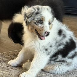 Australian Shepherd Puppies from Boundless Joy Aussies