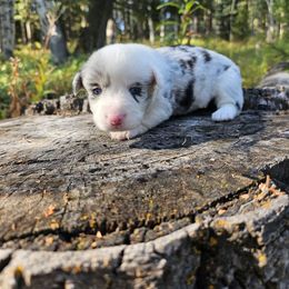 Daisy - Blue merle and white female Cardigan Welsh Corgi puppy in Rigby, Idaho from Star N Cardigan Corgis