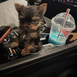 Tommy - Black and tan male Yorkshire Terrier puppy in Illinois from Pretty Little Yorkies
