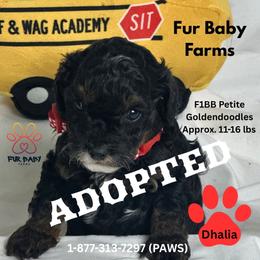 Dahlia - Merle female Goldendoodle puppy in Michigan from Fur Baby Farms