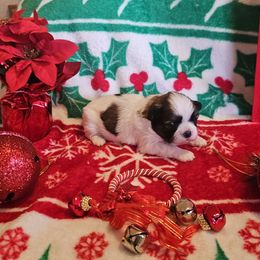 Bailey - Tricolor female Shih Tzu puppy in Vernon, Texas from Jennifer's Shih Tzus