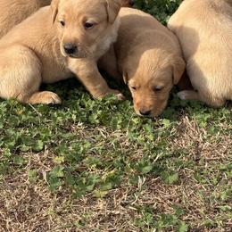 Red - Yellow male Labrador Retriever puppy in Oklahoma City, Oklahoma from H & H Retrievers