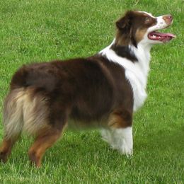 Ginger  - Miniature American Shepherd