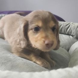 Dachshund Puppies from Poppy's Darling Dachshunds