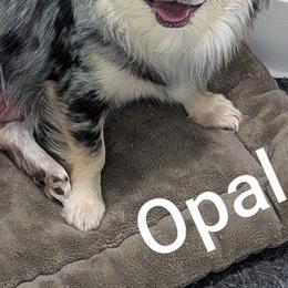 Opal - Chihuahua