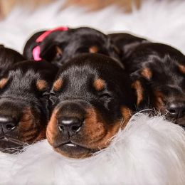 Doberman Pinscher Puppies from Makkr Ridge Dobermans