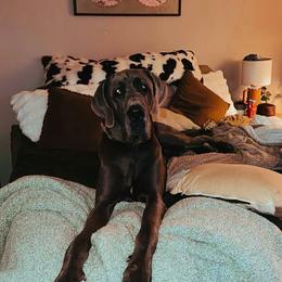 Rover - Great Dane