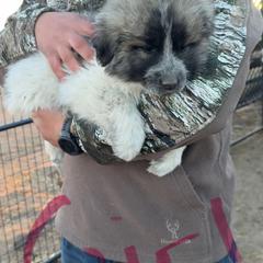 Vixen - Badger female Colorado Mountain Dog puppy in Colorado Springs, Colorado from Sharp Guardians and Goldens