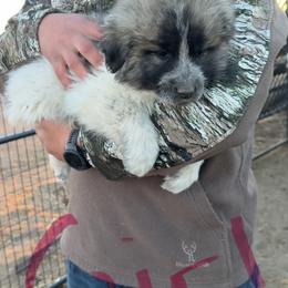 Vixen - Badger female Colorado Mountain Dog puppy in Colorado Springs, Colorado from Sharp Guardians and Goldens