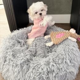 Maltese Puppies from Made to Love Maltese LLC