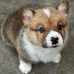 Spot - Sable male Pembroke Welsh Corgi puppy in Nortonville, Kansas from Low Riders Corgis & Mini Aussies