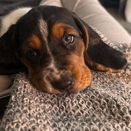 Panda - Black and white female Basset Hound puppy in Pilot Point, Texas from Texas Rose Basset’s