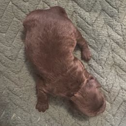 Girl 1 - female Cockapoo puppy in Sheridan, Missouri from Shepherdsfold’s Cockapoos