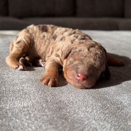 Nancy - Merle female Goldendoodle puppy in Eureka, California from North Coast Doodles
