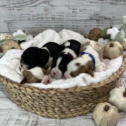 Cavalier King Charles Spaniels from Roy-alty Cavaliers