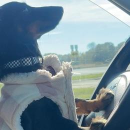 Dachshunds and French Bulldogs from Seven Hills Arkansas