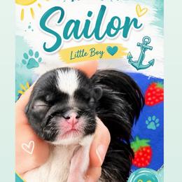 Sailor - Black and white male Shih Tzu puppy in Waddell, Arizona from Arizona Sunrise Shih Tzus