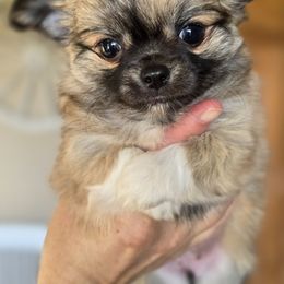 Midget - Black sabled fawn female Chihuahua puppy in Xenia, Ohio from Moose Creek Chihuahua's