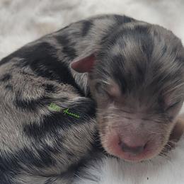 Cy - Blue merle male Miniature American Shepherd puppy in Deer Park, Washington from Rodeo Aussies