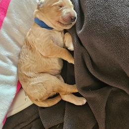 Blue Boy - Apricot male Goldendoodle puppy in Lumberton, Texas from SETX Doodle Den LLC