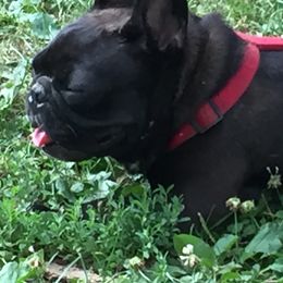 French Bulldogs from Frenchy’s Nest