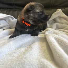 Boy 1 - Sable male German Shepherd puppy in Denver, Colorado from Morales Kennels