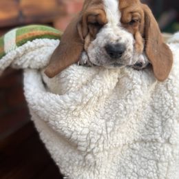Cookie - Mahogany and white female Basset Hound puppy in Bellaire, Ohio from Blessed Bassets