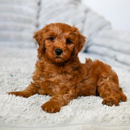 Boy 1 - male Cavapoo puppy in Tucson, Arizona from Sun Valley Goldendoodles
