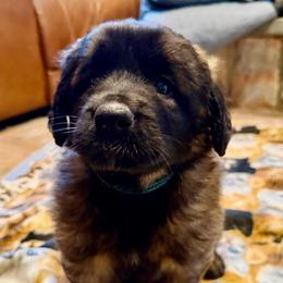 Aqua Girl - Reddish brown female Leonberger puppy in Turner, Maine from Bear Pond Aussies / Leonbergers of Maine