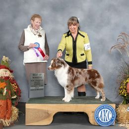 Tinner - Miniature American Shepherd