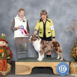 Tinner - Miniature American Shepherd