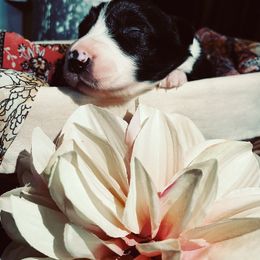 Border Collie Puppies from SoCal Border Collies