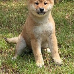 Shiba Inu and Siberian Husky Puppies from Halo Siberians & Shiba Inu
