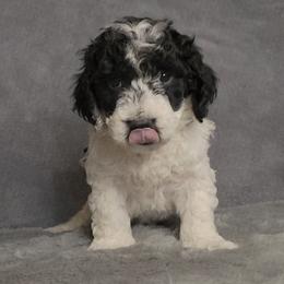 Cam - male Cockapoo puppy in Missouri from KDK Missouri Miniature Poodles