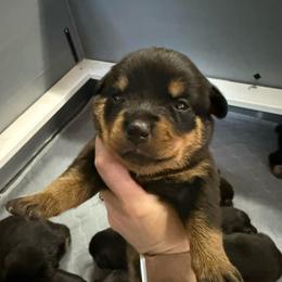 Lainey - Black and tan female Rottweiler puppy in Mcminnville, Oregon from JHB Rottweilers