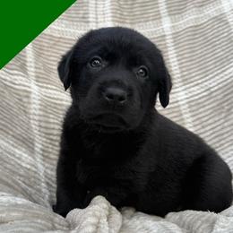 Teal - Black male Labrador Retriever puppy in Wilson’s, Virginia from Cedar Hill Farm Labradors