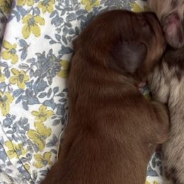 Boy 1 - Wild boar and cream male Dachshund puppy in Navarre, Florida from Sonia’s Creamsicle Dachshunds