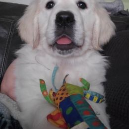 Golden Retriever Puppies from Kansas Prairie Pups
