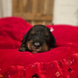 Mint collar - Phantom female Bernedoodle puppy in Shelby, North Carolina from Forever Grateful Doodles